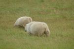 PICTURES/Sheep, Sheep & More Sheep/t_Sheep24.JPG